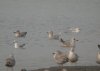 Iceland Gull at Hole Haven Creek (Steve Arlow) (120445 bytes)